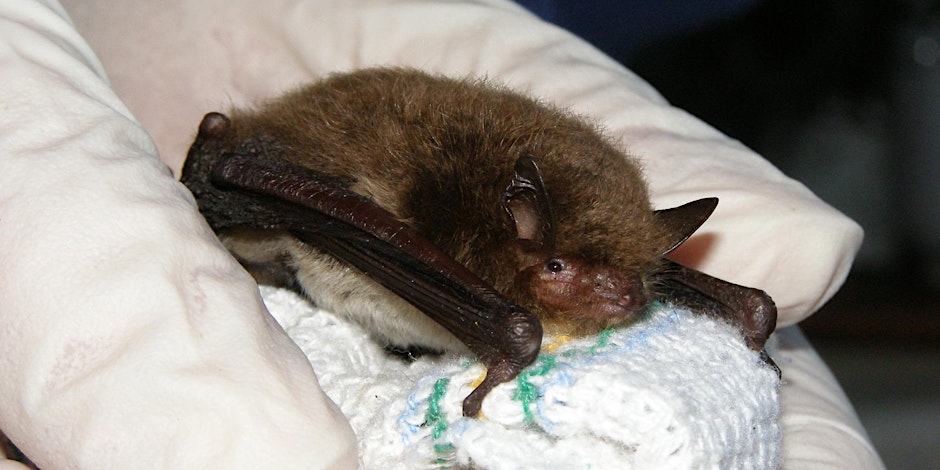 Masters of the Dark: The Science of Bats